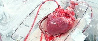 Donor heart ready for transplantation