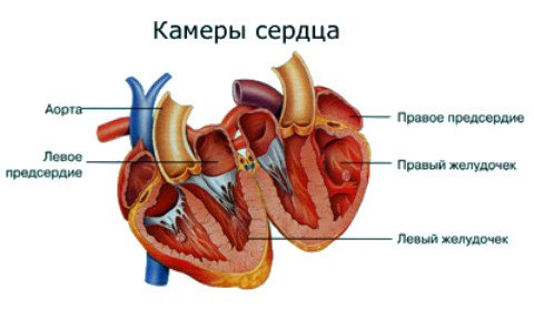 Камеры сердца