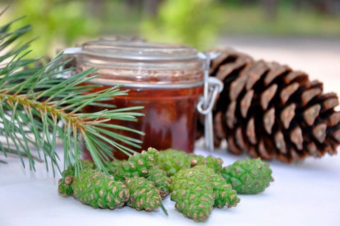 tincture of pine cones