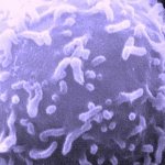 Синенький лимфоцит под увеличением