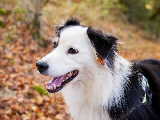 A dog runs through the autumn forest
