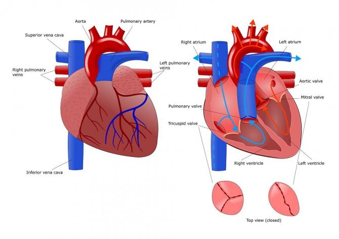 Narrowing of the tricuspid heart valve
