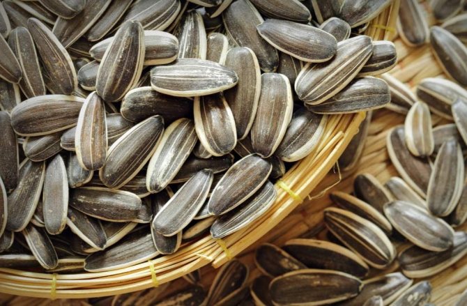 The connection between sunflower seeds and cholesterol levels