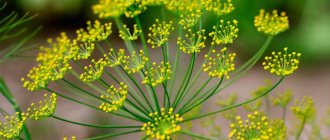 Dill for hypertension: recipe for tincture from seeds